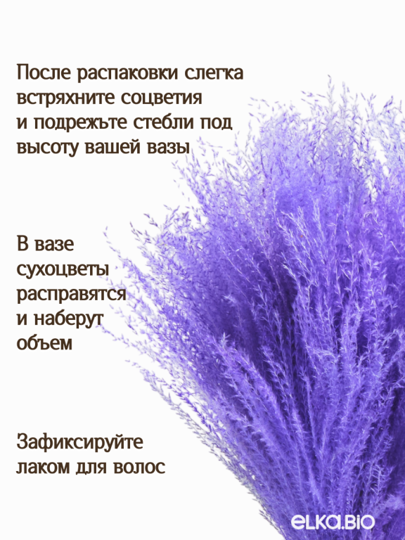 Мискантус фиолетовый 30 шт. Высший сорт М043