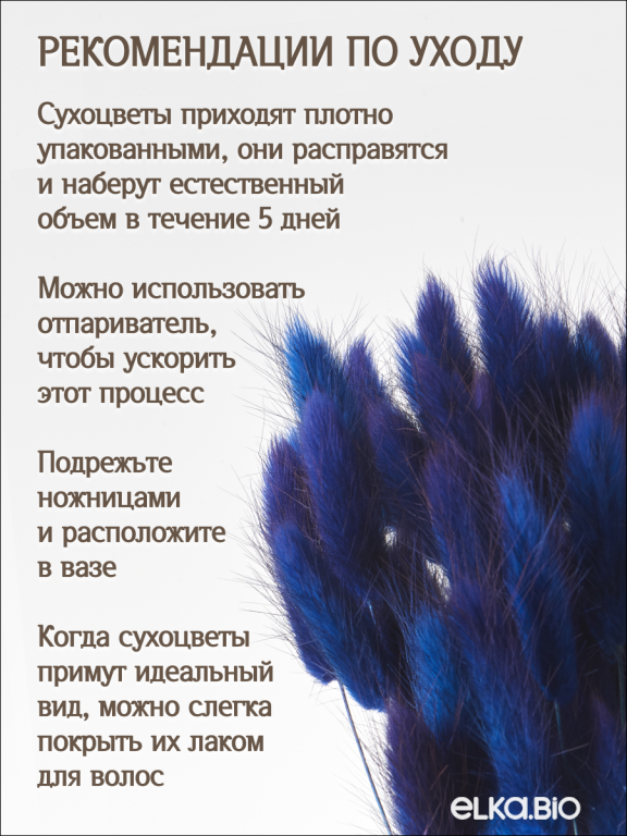 Лагурус тёмно-синий 60 шт. Высший сорт. Высота 25-35 см М239