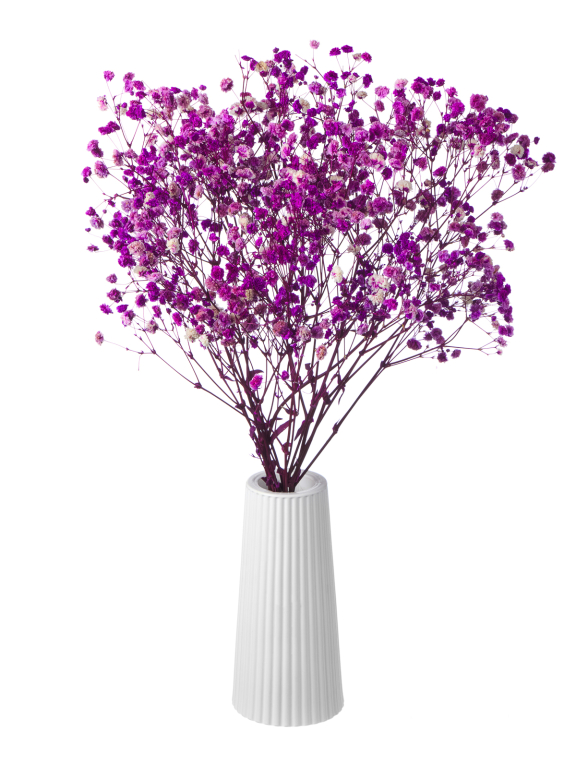 Гипсофила стабилизированная розово-фиолетовая 140 гр. высший сорт М167