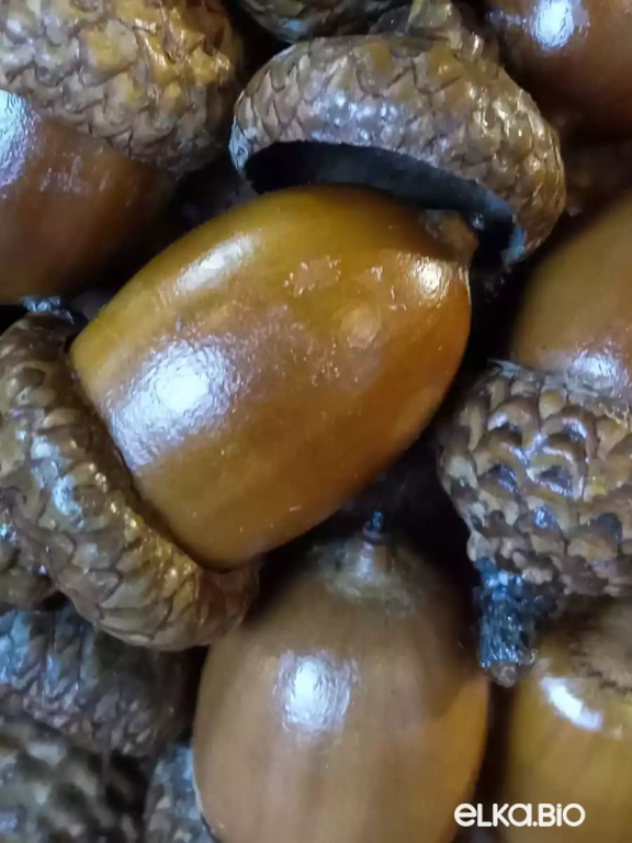 Декоративный шар из желудей красного дуба Шар Желуди (малый) П43-В29