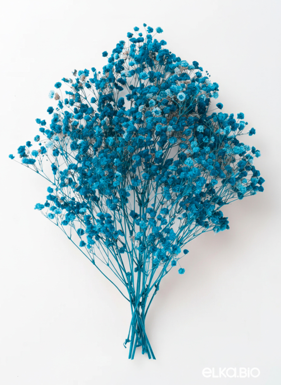 Гипсофила ярко-бирюзовая 50г.  Высший сорт - стабилизированная М627