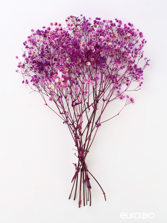 Гипсофила стабилизированная розово-фиолетовая 140 гр. высший сорт М167