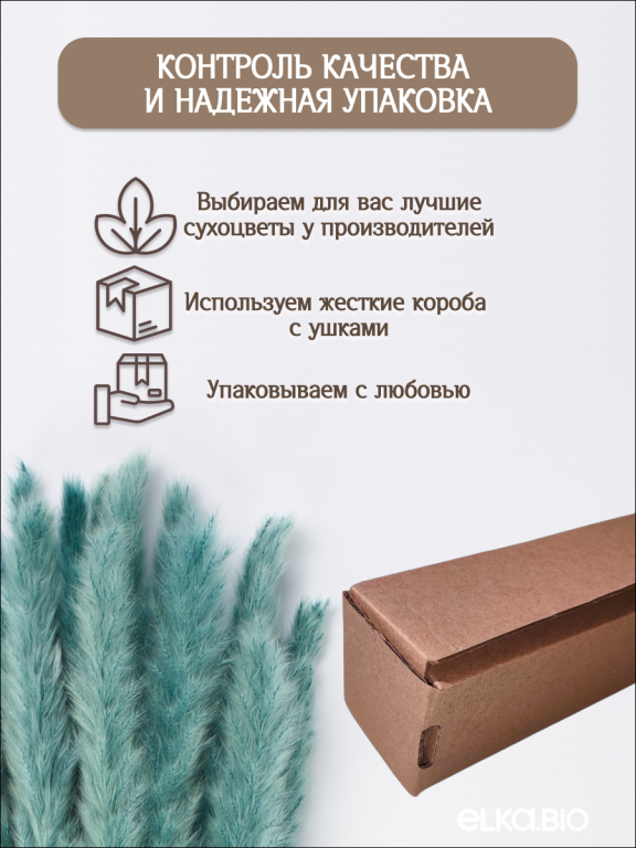 Пампас мини серо-малахитовый 15 шт. Высший сорт. Высота 40-50 см. М138
