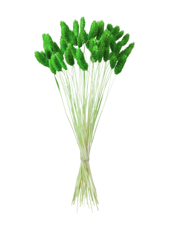 Фалярис зелёный (40шт) М107