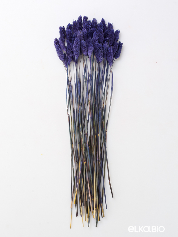 Фалярис тёмно-синий (40шт) М119 Фалярис тёмно-синий (40шт) М119