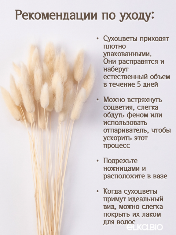 Лагурус белый 30 шт. Высший сорт. Высота 40-50 см М002