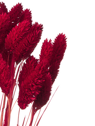 Фалярис бордовый (40шт) М104 Фалярис бордовый (40шт) М104