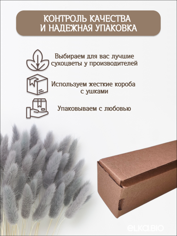 Лагурус серый 60 шт. Высший сорт. Высота 25-35 см М235