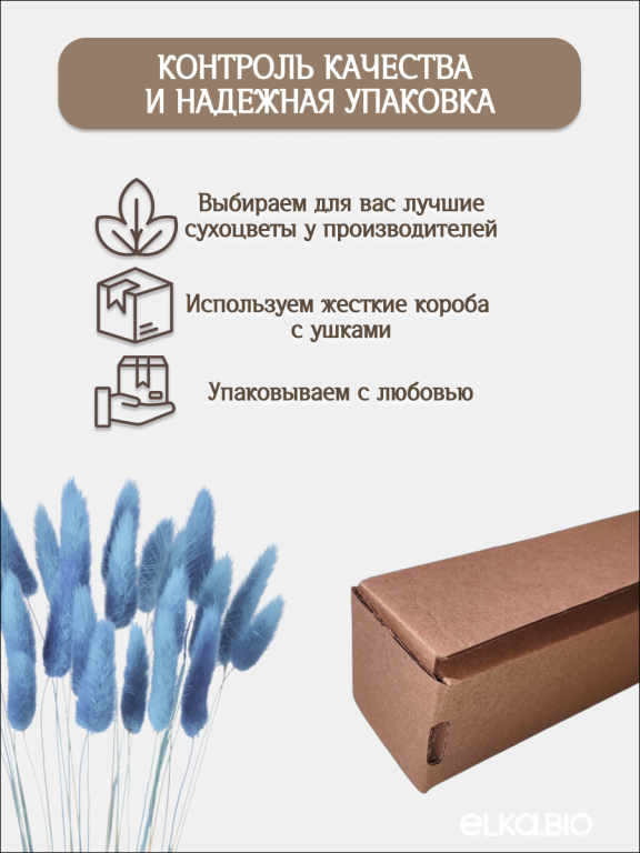 Лагурус голубой 30 шт. Высший сорт. Высота 25-35 см М652