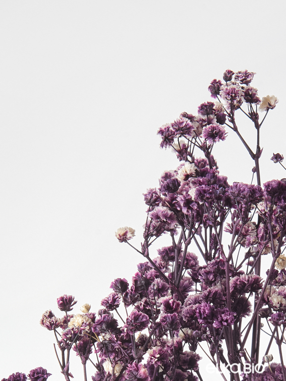 Гипсофила стабилизированная фиолетовая 140 гр. высший сорт М168