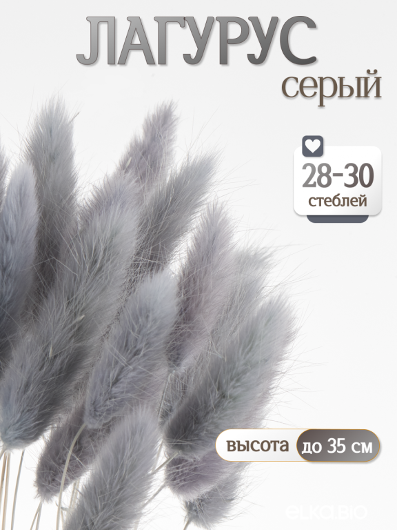 Лагурус серый 30 шт. Высший сорт. Высота 25-35 см М482
