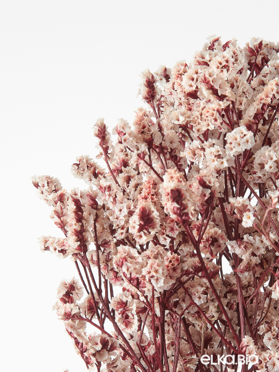 Цветы лимониума белые (80г) М215