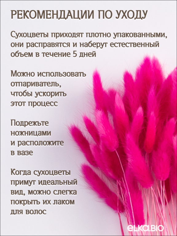 Лагурус фуксия 60 шт. Высший сорт. Высота 25-35 см М241