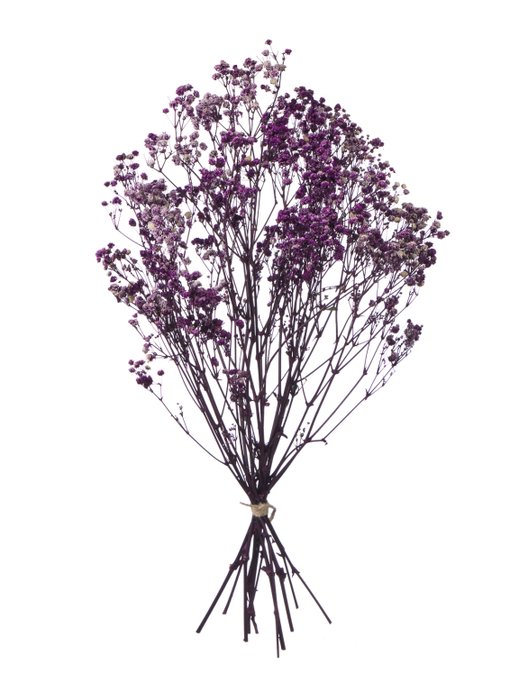  Гипсофила фиолетовый 100 - 115 г. Первый сорт - стабилизированная