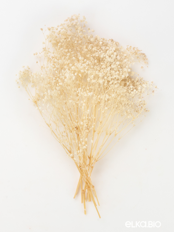 Гипсофила стабилизированная белоснежная 50 гр. высший сорт М169