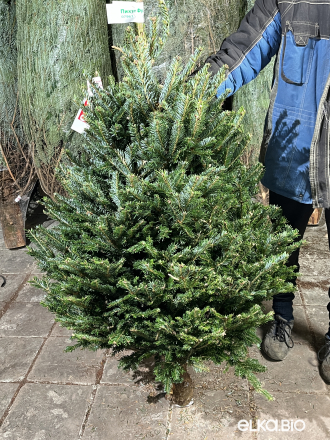 Пихта Фразера срезанная 1.50 - 1.75