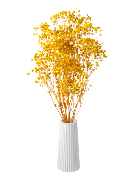 Гипсофила стабилизированная жёлтая 140 гр. высший сорт М160