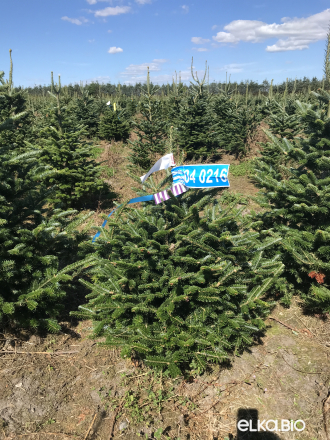 Пихта Фразера в горшке 0.80 - 1.00