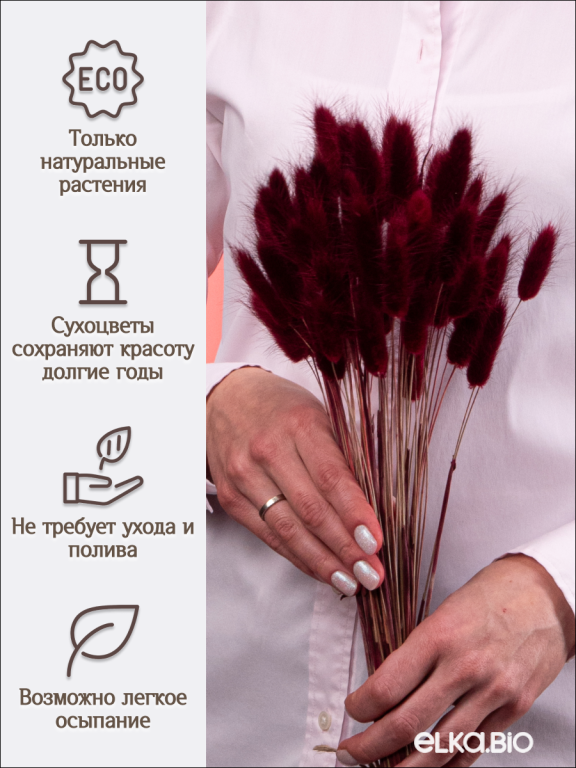 Лагурус бордовый марсала 60 шт. Высший сорт. Высота 25-35 см М226