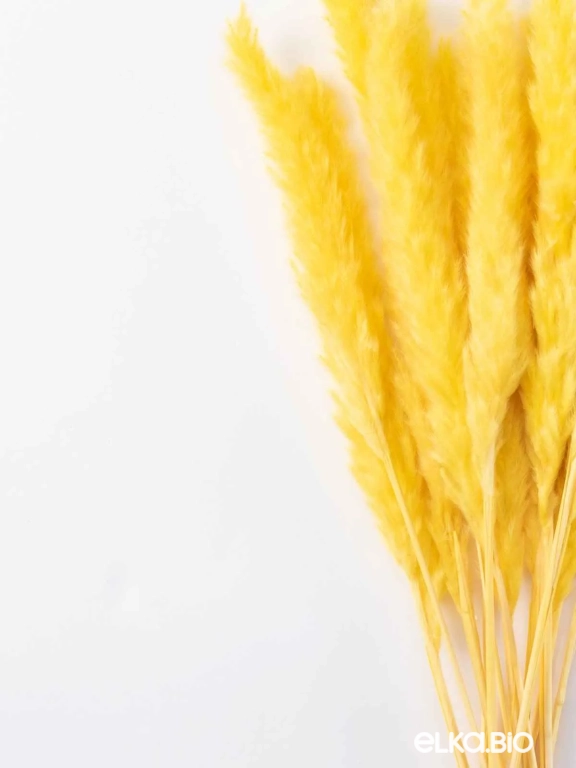 Трава сухоцвет пампас мини 15 шт. жёлтый высший сорт