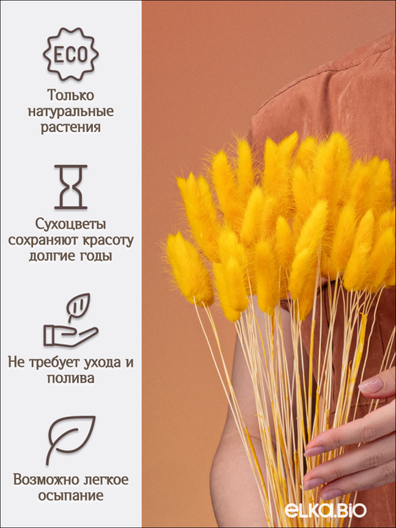 Лагурус тёмно-жёлтый 60 шт. Высший сорт. Высота 25-35 см М238