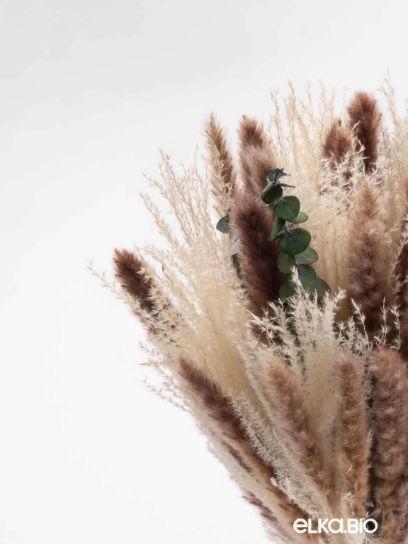 Эвкалипт, пампас мини и мискантус в наборе для декора. Набор М098