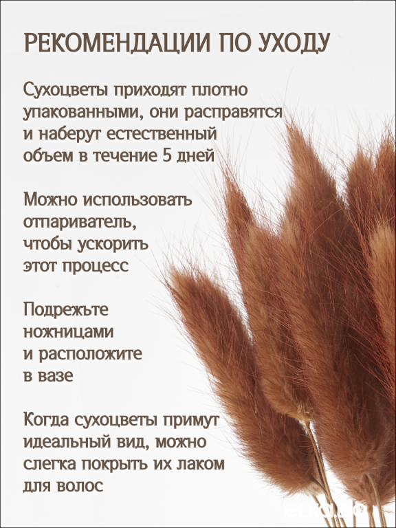 Лагурус шоколадный 60 шт. Высший сорт. Высота 25-35 см М243