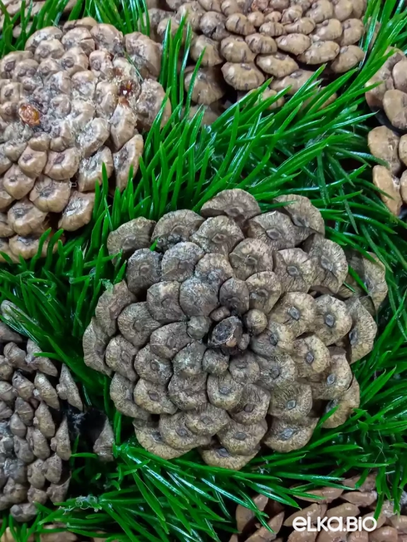 Декоративный шар из шишек сосны Черепашки М2-В19