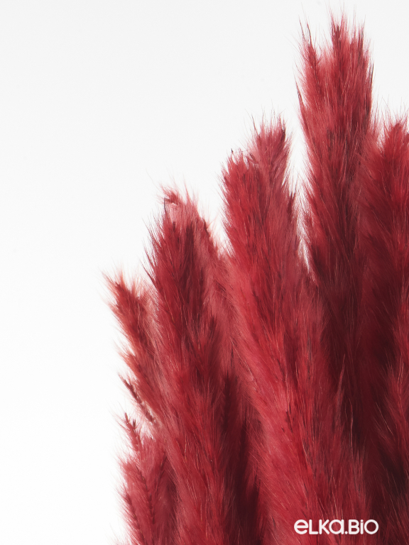 Трава сухоцвет пампас мини 90 шт. бордовый первый сорт