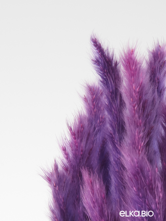 Трава сухоцвет пампас мини 15 шт. фиолетовый высший сорт