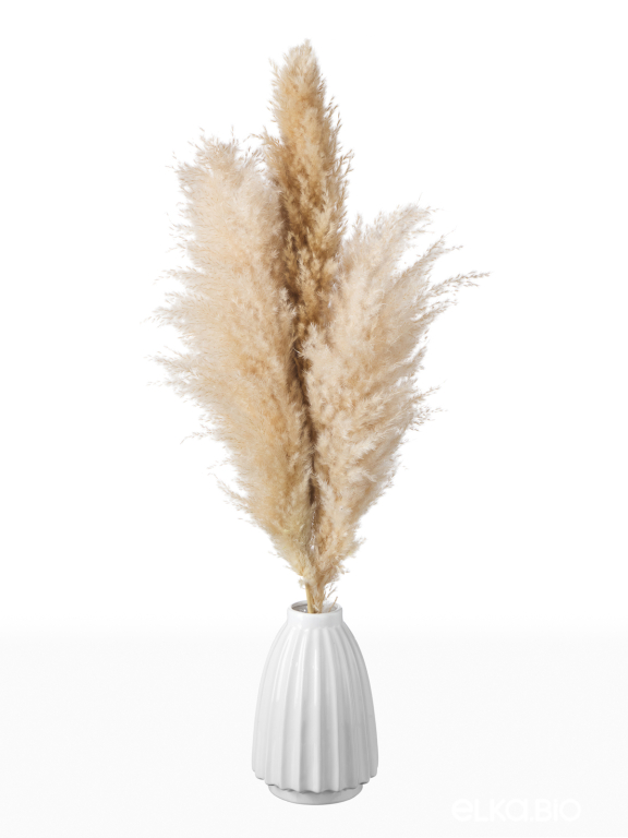 Пампасная трава кортадерия натуральная (3шт) М152