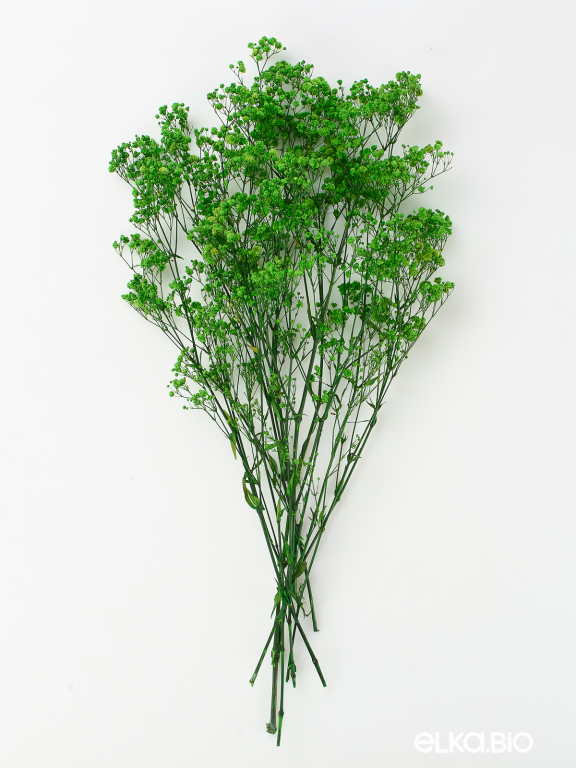 Гипсофила стабилизированная зелёная 550 гр. первый сорт М5161