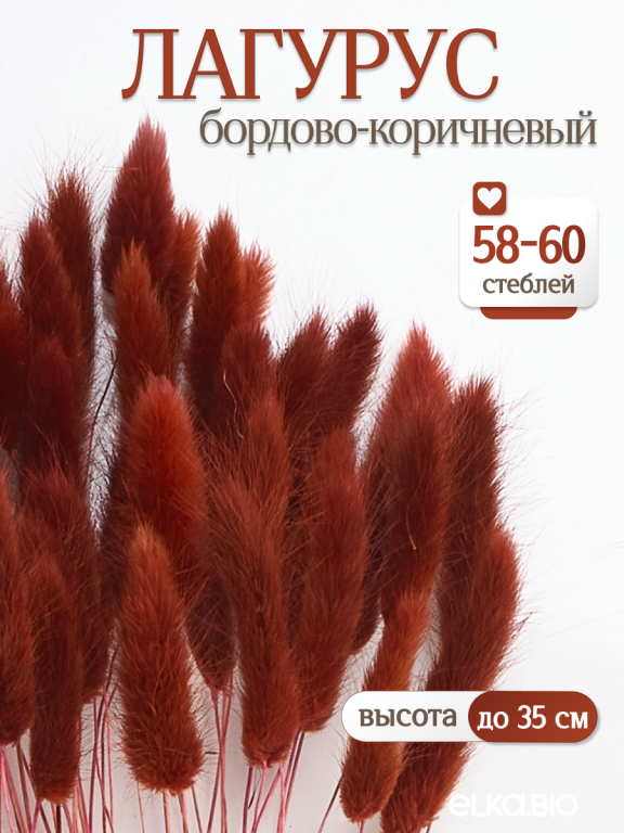 Лагурус бордово-коричневый 60 шт. Высший сорт. Высота 25-35 см М225