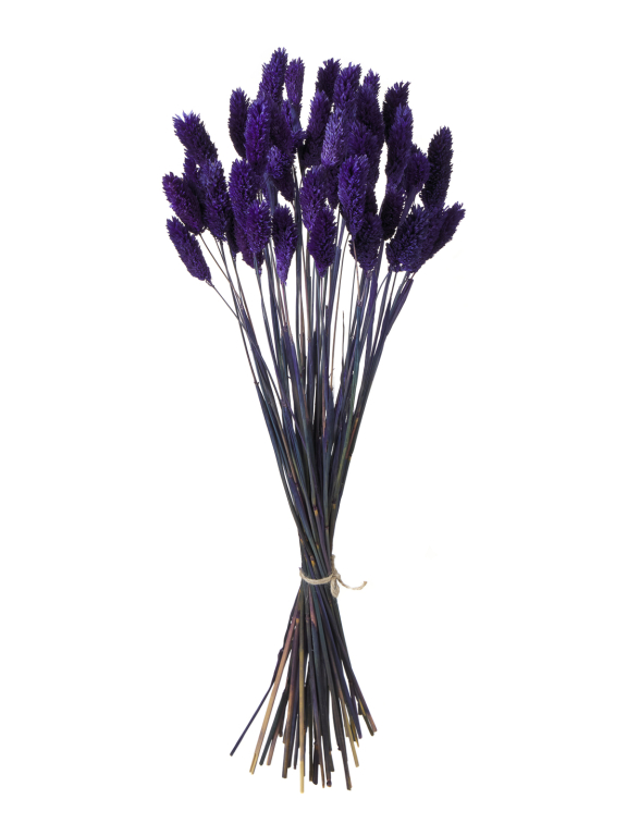 Фалярис тёмно-синий (40шт) М119 Фалярис тёмно-синий (40шт) М119