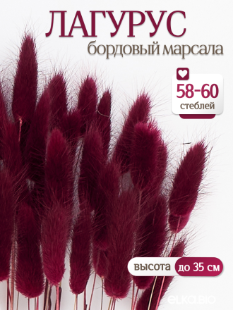 Лагурус бордовый марсала 60 шт. Высший сорт. Высота 25-35 см М226