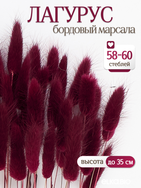 Лагурус бордовый марсала 60 шт. Высший сорт. Высота 25-35 см М226