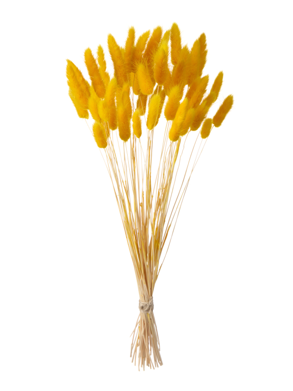 Лагурус тёмно-жёлтый первый сорт - 300 шт