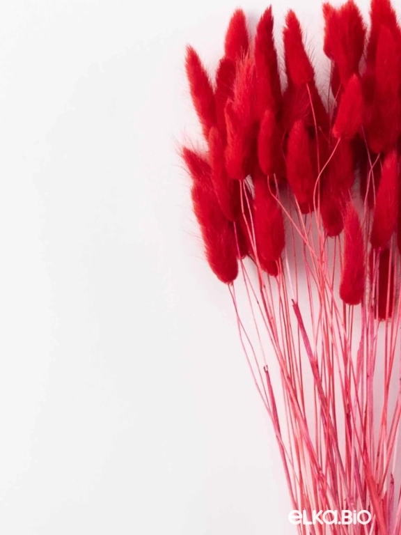 Лагурус красный высший сорт - 60 шт