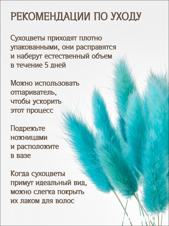 Лагурус ярко-бирюзовый 30 шт. Высший сорт. Высота 25-35 см М491