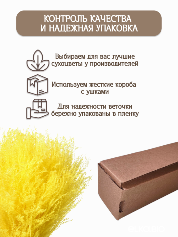 Мискантус жёлтый 30 шт. Высший сорт М045