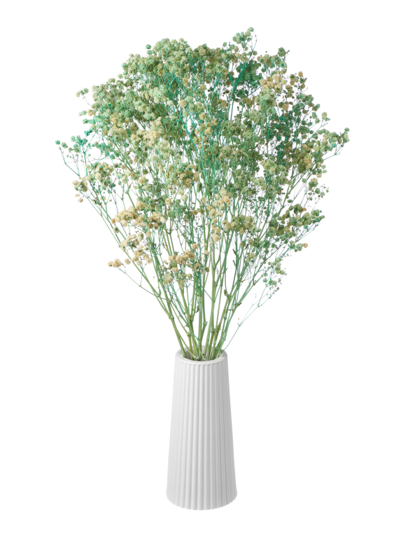 Гипсофила стабилизированная светло-бирюзовая 140 гр. высший сорт М159