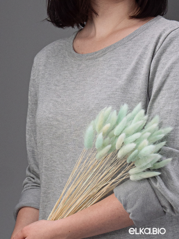 Лагурус светло-бирюзовый первый сорт - 300 шт