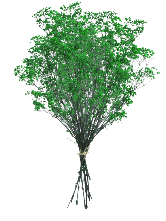  Гипсофила ярко-зелёный 100 - 115 г. Первый сорт - стабилизированная