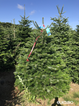 Пихта Нордмана срезанная 1.75 - 2.00