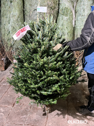 Пихта Фразера срезанная 1.50 - 1.75