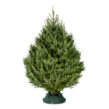 Пихта Фразера срезанная Standard 2.00 - 2.25 метра (- 25%)