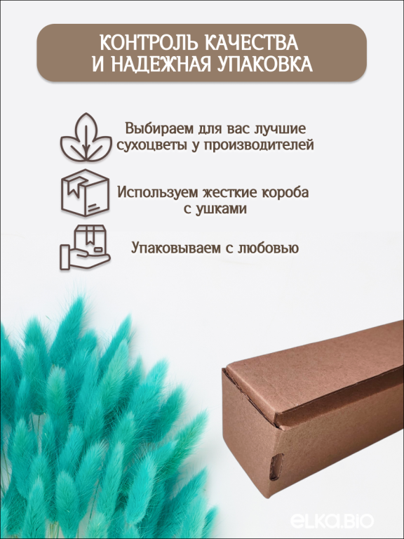 Лагурус ярко-бирюзовый 60 шт. Высший сорт. Высота 25-35 см М244