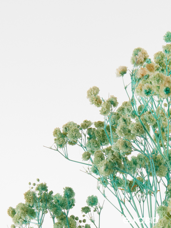 Гипсофила стабилизированная светло-бирюзовая 140 гр. высший сорт М159