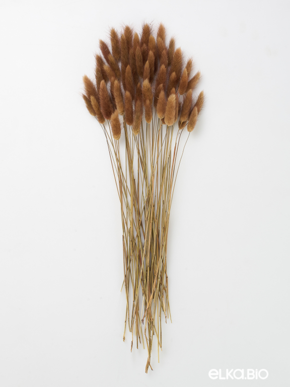 Лагурус шоколадный первый сорт - 300 шт