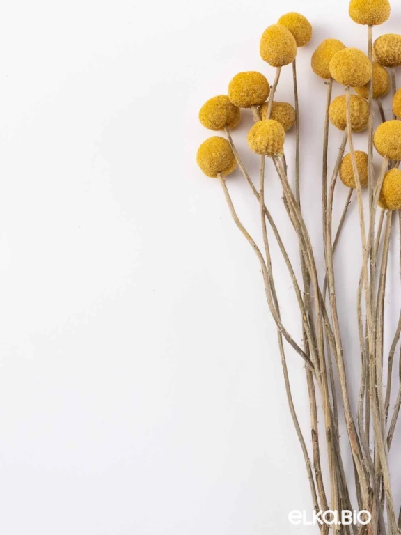 Краспедия сухоцвет (20 шт) М048